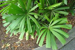 لیکوآلا اسپینوزا